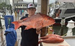 Vermilion Snapper in Orange Beach, AL