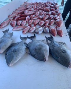 Alabama Fishing 2023, Caught limits!
