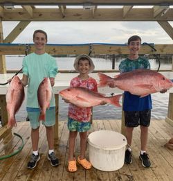 Red Snapper in Orange Beach, AL