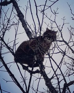 Bobcat Hunting Trips