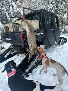 Bobcat Hunts