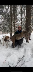 Bobcat Hunts In Maine