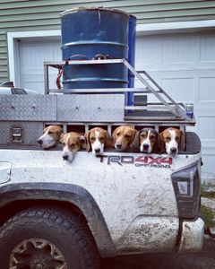 The Best Hunting Dogs In The World! 