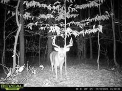 A Nice Buck Caught On The Trail Cam