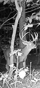Maine Buck hunting