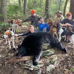 Bear Hunting Maine