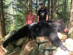 Bear Down! 