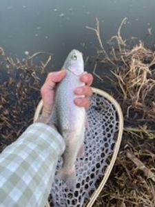 Trout Fishing in Arizona: Reel in the Memories
