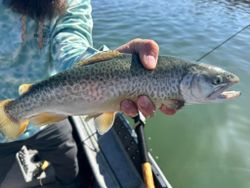 Arizona Fly Fishing Guides: Plan Your Adventure