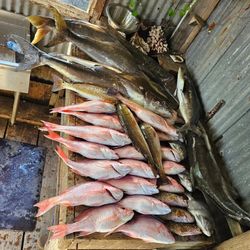 6 fish caught fishing in TX
