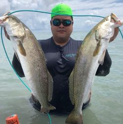 Two bluefish and spotted weakfish caught while fishing in TX