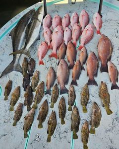 13 Grey Snapper fish caught while fishing in TX