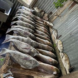 Three black drum and redfish caught in TX