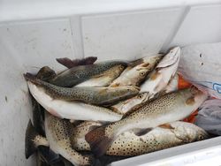 Two spotted weakfish caught fishing at South Padre Island