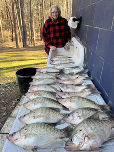 6 white crappie fish caught in Pope, fishing