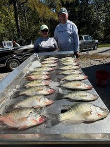 7 white crappie fish caught by 2 people in Pope