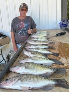 Angler catching 4 white crappie fish in Pope