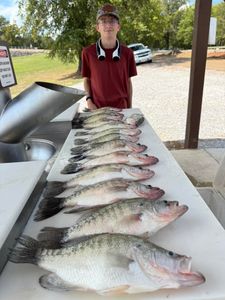 Three white crappie and Atlantic croaker fish caught while fishing in Mississippi