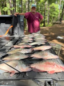 Fisherman catching four fish in Pope