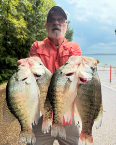Three white crappie fish caught in Pope