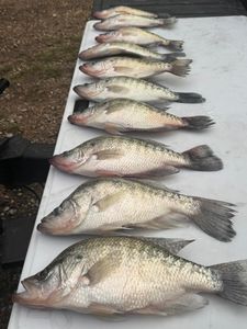 7 white crappie fishing in MS