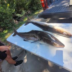 Two king mackerel caught while fishing in GA