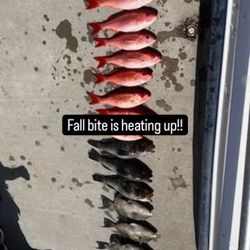 Four fish caught in St. Marys