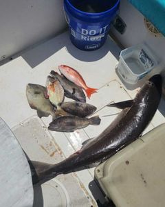 5 great amberjack fish caught while fishing in GA