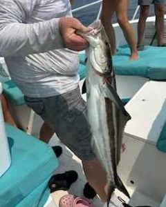 A great barracuda swimming in the waters near St. Marys