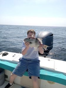 Grey Triggerfish, 14 inches, fishing in St. Marys