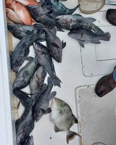 8 grey triggerfish and sea bass caught in GA