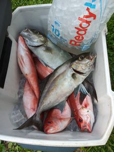 Three greater amberjack fish caught in GA
