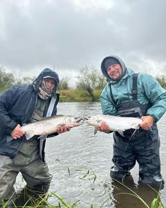 Two pink salmon being caught by two people fishing in Oregon.