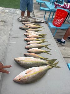 Seven great barracuda caught in Marathon