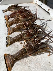 Best fishing trip in Marathon, Florida