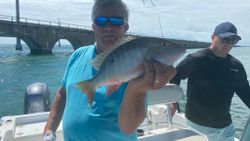 Magnificent mutton snapper, caught fishing in Marathon