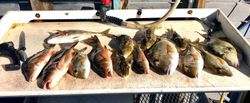 Six fish caught while fishing in FL