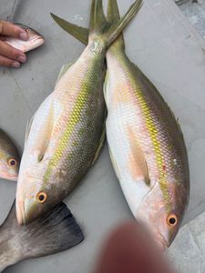 Two fish caught while fishing in Florida