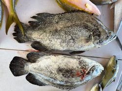 Two tripletail fish caught in FL