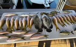 18 tripletail fish caught while fishing in Marathon, Florida
