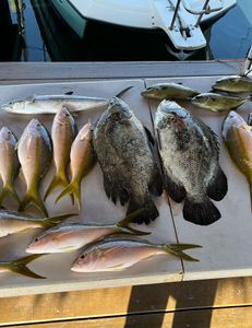 Eight tripletail fish caught while fishing in FL