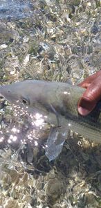 Single fishing catch in Freeport