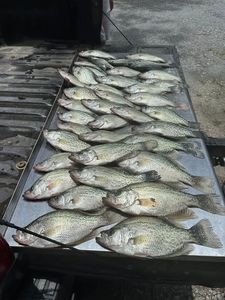 4 fish caught while fishing in AL