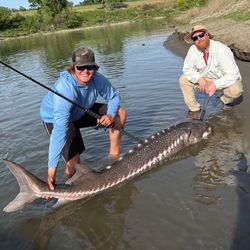 White Sturgeon fish being caught while fishing in CA