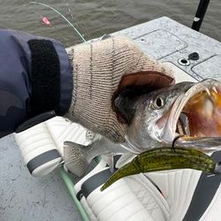 Sea Trout, Galveston Fishing Adventures Await