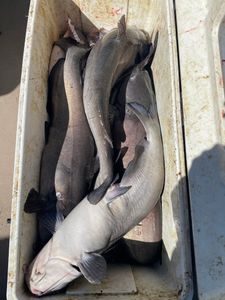 Two fishermen enjoying their catch at the Cross location