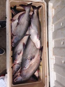 Four blue and white catfish in a cross location
