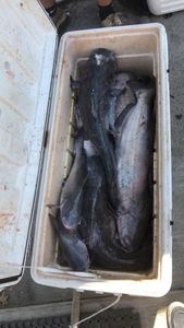 Single fish caught at Cross location during fishing trip