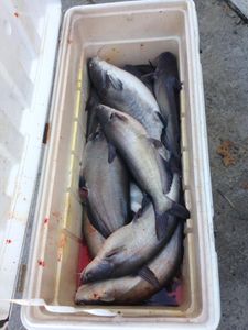 Four blue catfish and atlantic sharpnose sharks in SC