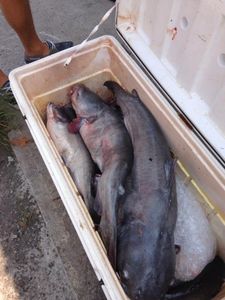Two blue catfish caught while fishing at Cross